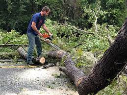 Best Tree Risk Assessment  in Tooele, UT